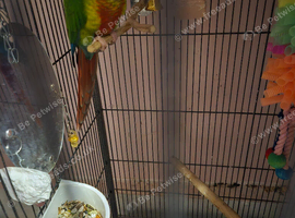 Green cheeked Conure bird and cage &pound;100