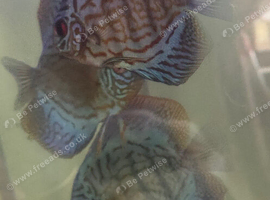 Blue Turk discus