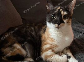 Adult cat