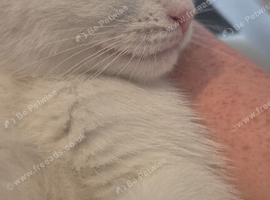 11 week old kitten