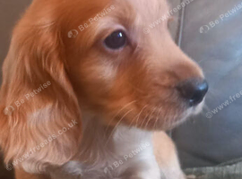 Cocker spaniel puppies