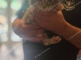 Half maincoon kittens forsale