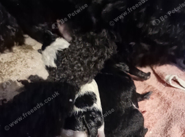 Miniature poodle cross chihuahua