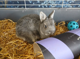 Grey Netherland dwarf female