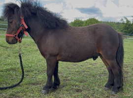 Super cute, welll bred Shetland gelding