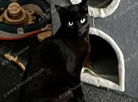 Inseparable Brothers looking for a forever home