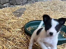 Ready for new homes