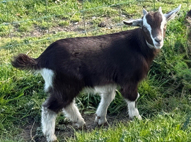 Two beautiful Swiss marked dwarf dairy billy kids