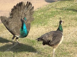 1 year old peacocks