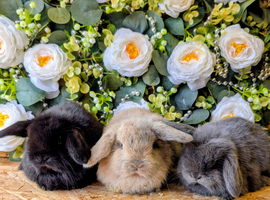 Mini lop babies