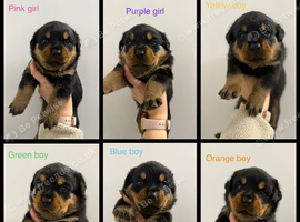 Rottweiler Puppies For Sale