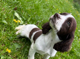 Cocker spaniel puppies