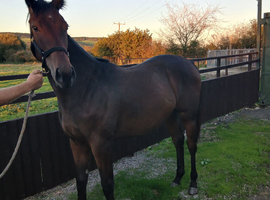 Bay yearling filly.