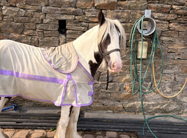 12.2hh 6 years piebald cob mare - safe pony - 60cm / hack / pc / &pound;3250 Ono - Blackburn