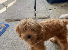 4 months old