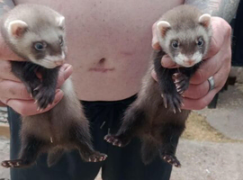 Baby ferrets