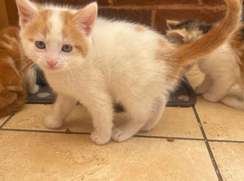 One little male kitten