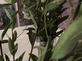 Indian Stick insects