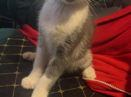 Kittens ready to go to forever homes