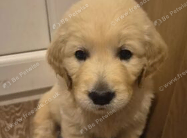 STUNNING GOLDEN RETRIEVER PUPPIES