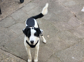 8 month old male Springador