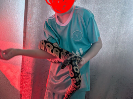 Snake and tank & set up