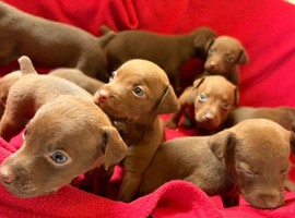 Patterdale Terrier puppies