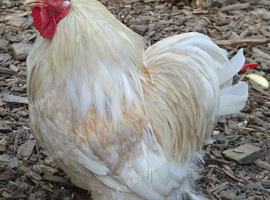 Male chickens looking for new homes