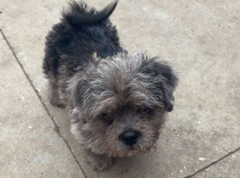 Pug x Maltese