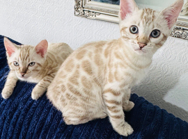 Beautiful Bengal Kittens Looking for Their Forever Homes.