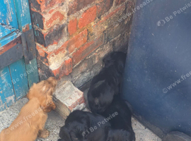Cocker spaniel puppies for sale