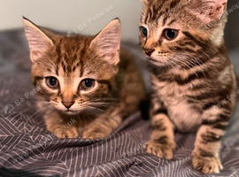 Mixed Breed Tabby Kittens &ndash; Two Siblings