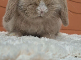 Mini lop boy