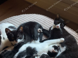 Beautiful kittens looking for forever homes
