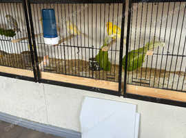 I have some beautiful canaries for sale different colours