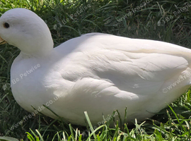 White Call Ducks