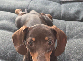 Mini dachshund girl