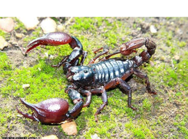 Forest scorpion