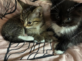 Persian x kittens Tabbies and Black & White
