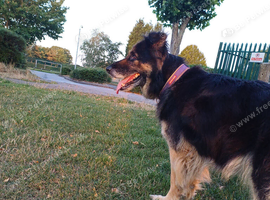 Need to rehome my lovely German shepherd Narla