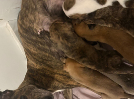Lurcher puppies for sale 7 weeks