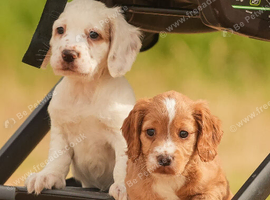 Outstanding Working cocker spaniel puppies. Pick of the litter dog and bitch, our keepers - heartbreaking decision