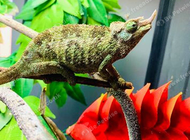 Jackson&rsquo;s chameleons three horned WOW AMAZING!