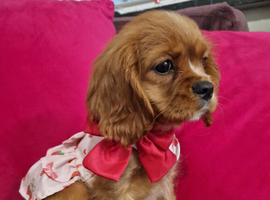 Queenie kennel club female