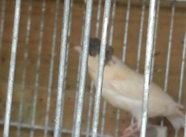 Harlequin canarys