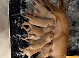 Labrador Retriever Puppies &ndash; 4 Boys & 3 Girls Available