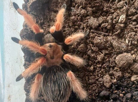 Tarantulas