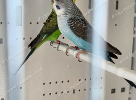 Blackwing Budgie Pair