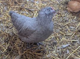 Araucana / Blue egg Layer Bantam Pullet POL