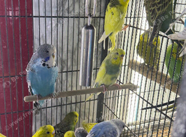 Baby Budgies Glasgow